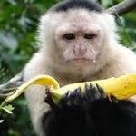 Monkey Island and Indian Village Tour