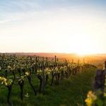 Grape and Grain Tours, LLC