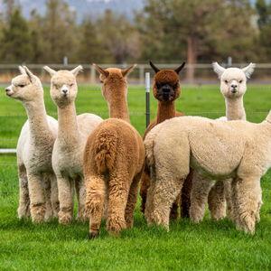 Delaney's Farm Animal Fund