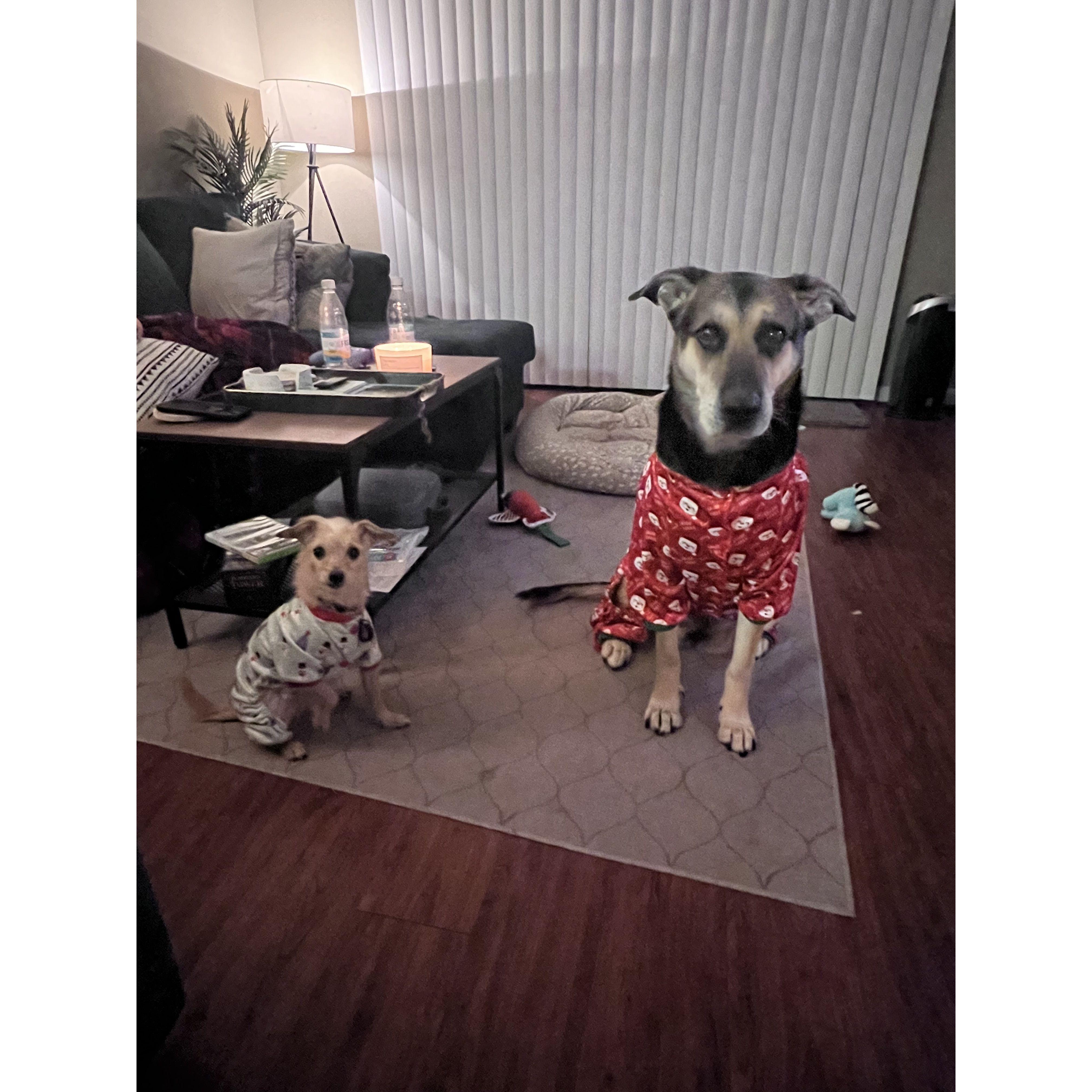 "The Girls". Mysti is tiny, but mighty. Bella (aka Bella Bear) is our Gentle Giant