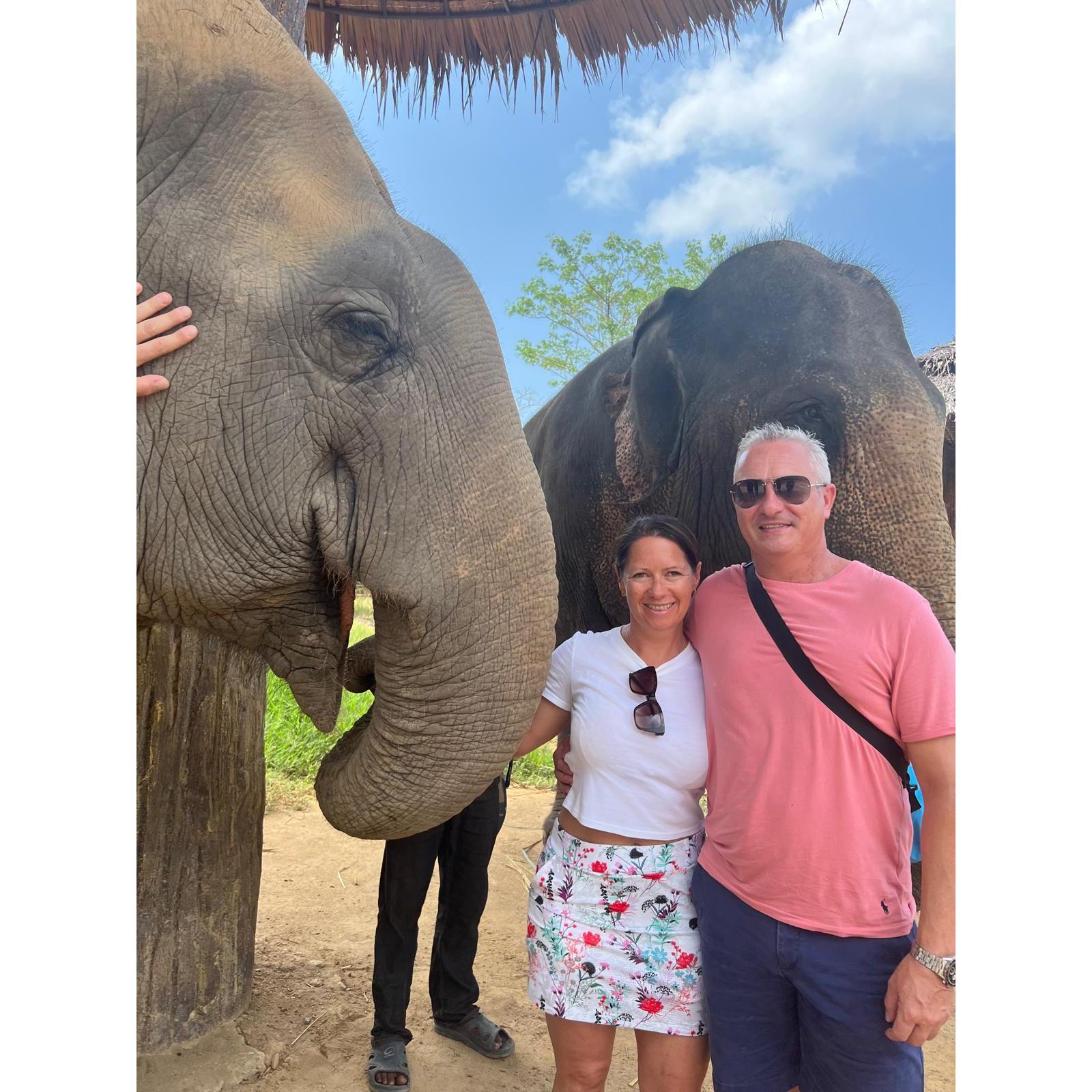 Supporting the rescue elephants in Thailand
