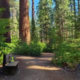 Big Trees
