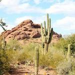 Desert Botanical Garden