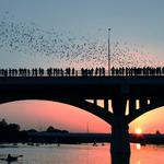 Austin Bat Tours
