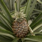 Plantação de Ananás dos Açores