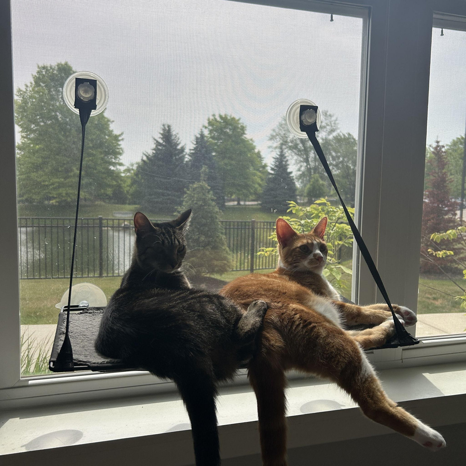 Our 2 greatest purchases (Willow & Dusty)