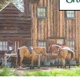 Shaver Stable
