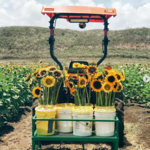 Finca El Girasol