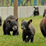 Bear Country USA