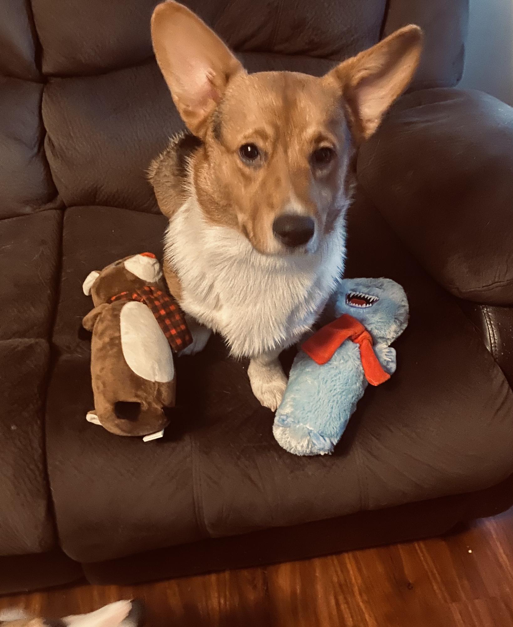 🐶🧡Archie🧡🐶