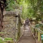 Dipsea Trail