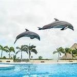 Dolphin Discovery Punta Cana