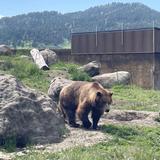 Montana Grizzly Encounter