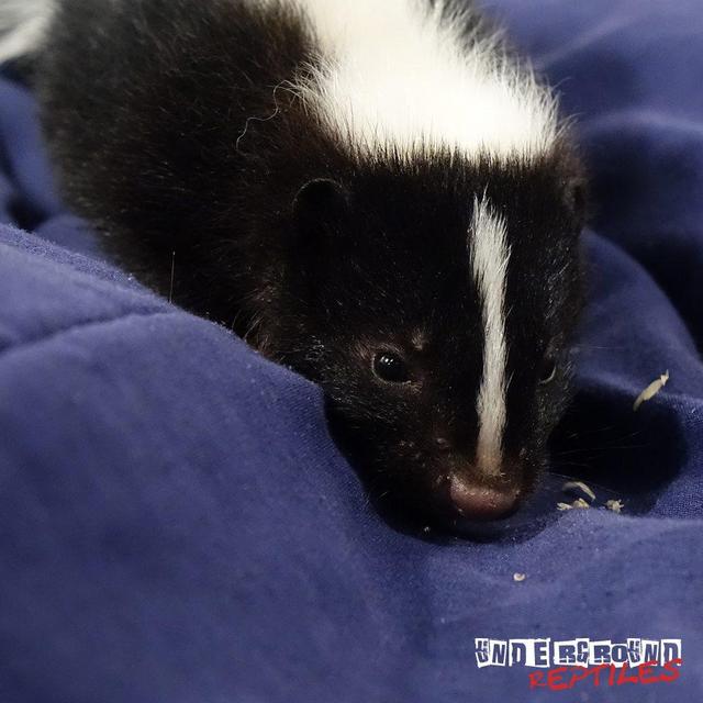 Baby Skunk