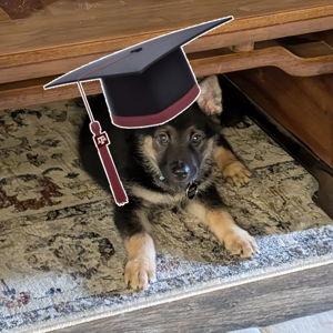 Our Puppy's College Fund