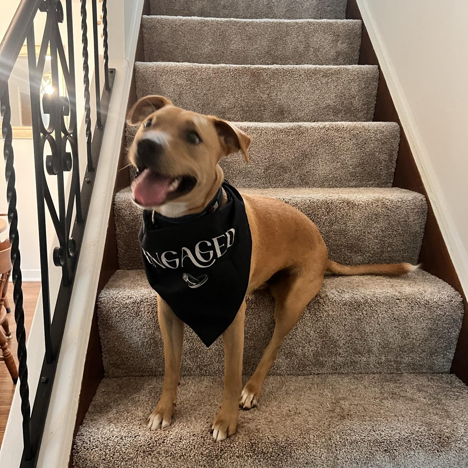 Geno is very excited that his humans are getting married!!