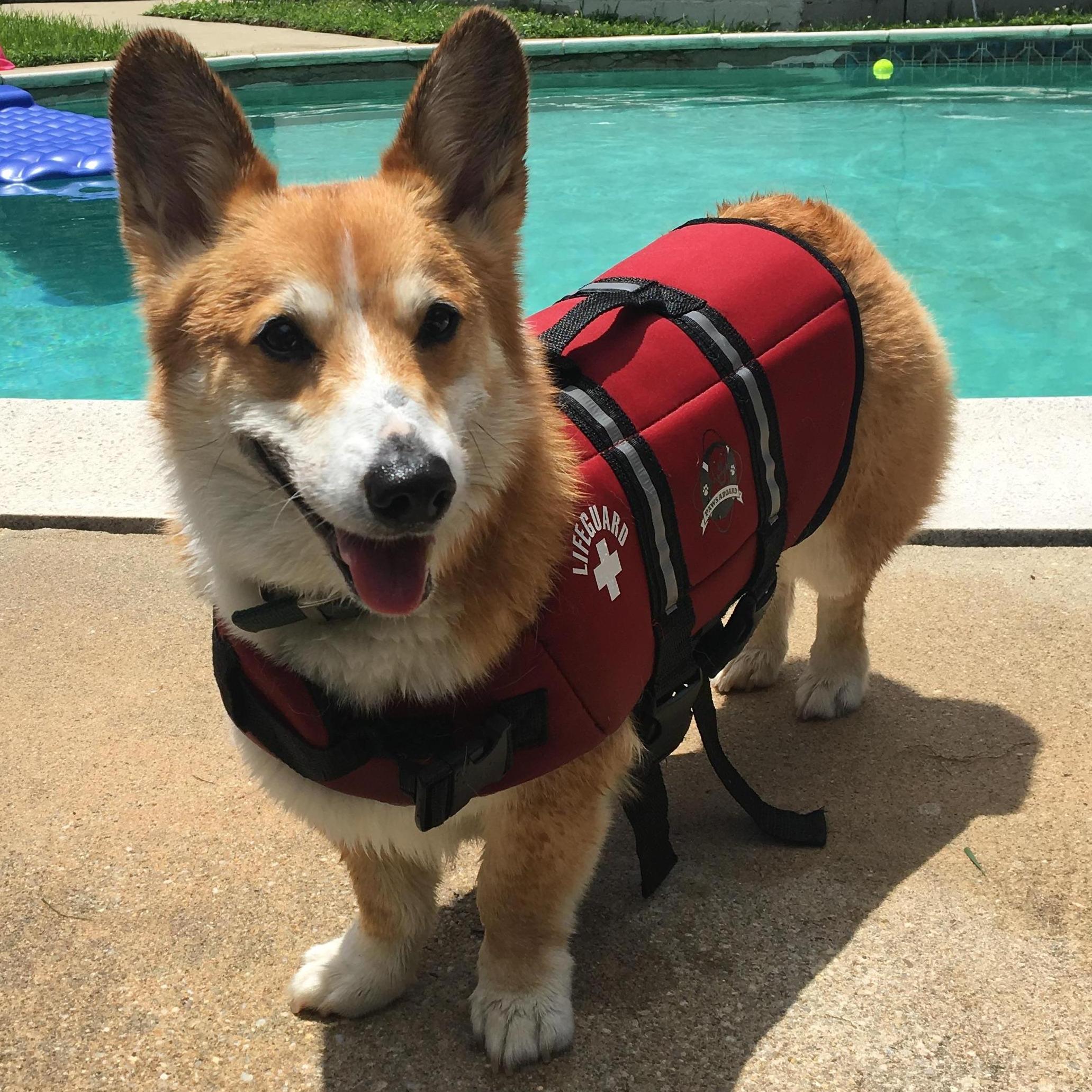 Coby loves his summer job as Dean-Dine Pool Lifeguard. His job duties include chasing children, jumping into the deep end, and welcoming the guests.