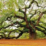 Angel Oak Tree