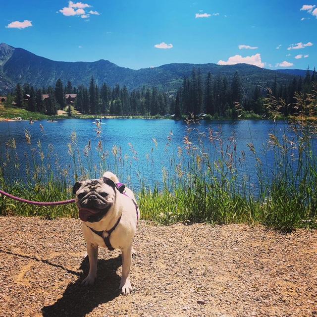 Our adventurous Olive exploring Colorado.