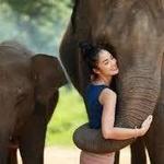 Phuket Elephant Sanctuary