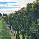 Newport Vineyards