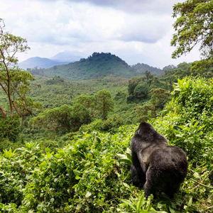 Gorilla trekking experience / Experiencia de trekking con gorilas