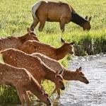 Yellow Wood Guiding: Estes Park Tours | Wildlife, Nature, and Photography