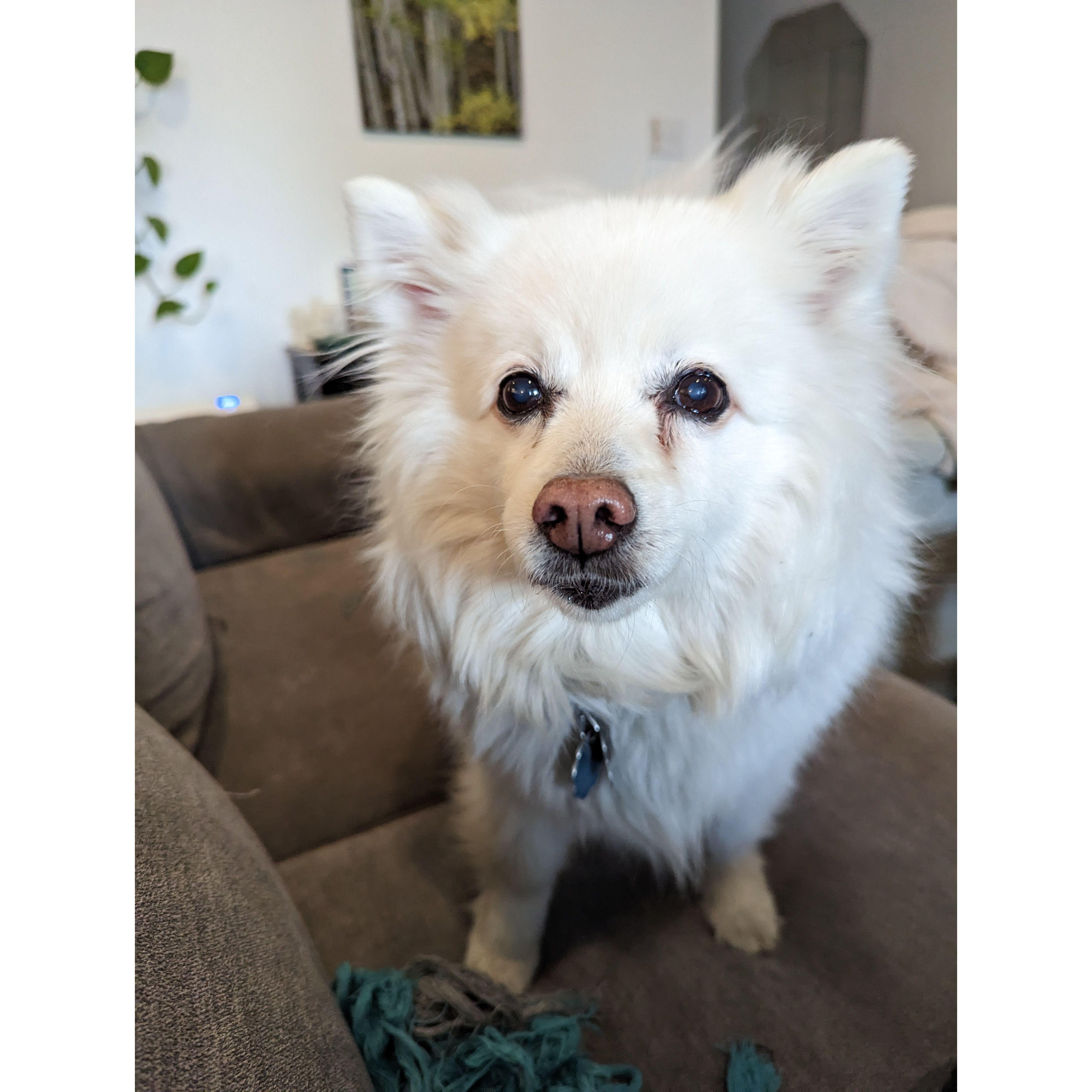 The fluffiest girl around - Amanda and Spencer's late dog, Misty.