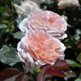 Antique Rose Emporium - Nursery & Display Gardens