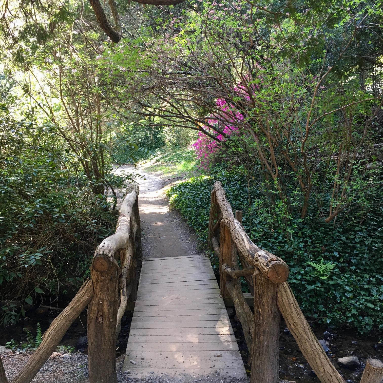 The bridge where Adam proposed! Azalea Gardens, Biltmore Estate