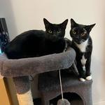Meow Parlour