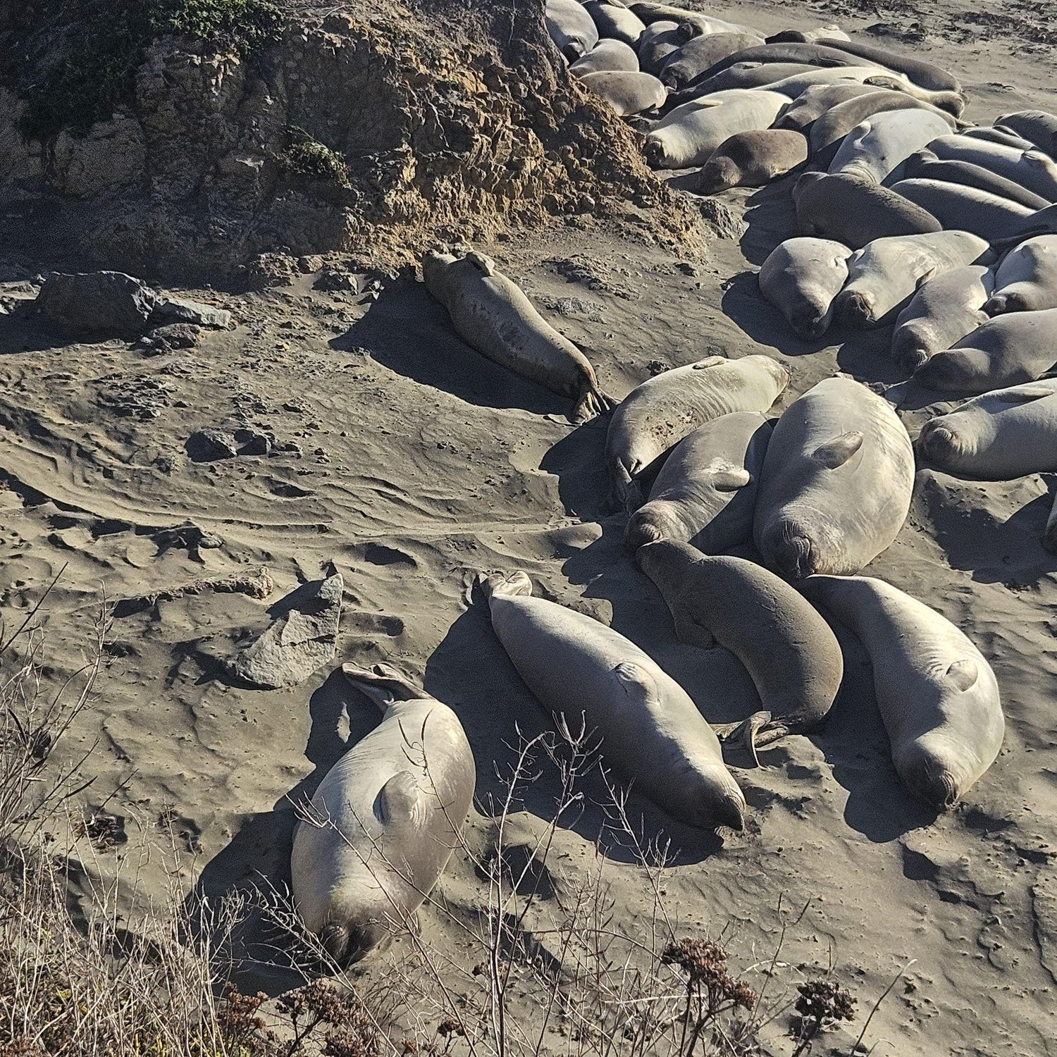 10/12 Elephant Seal Vista Point, San Simeon