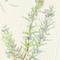 Herbs