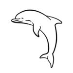 Dolphin Show