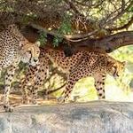 The Living Desert Zoo and Gardens