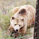 The Wild Animal Sanctuary
