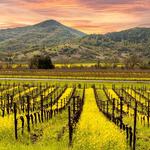 Napa and Sonoma, California