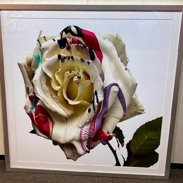 White Rose with Pink and Black (Print)