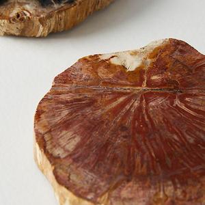 Petrified Wood Coaster