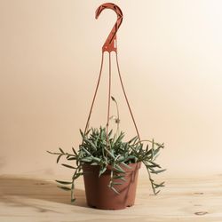 Home Botanicals, 6-Piece Ionantha Air Plant Collection | Zola