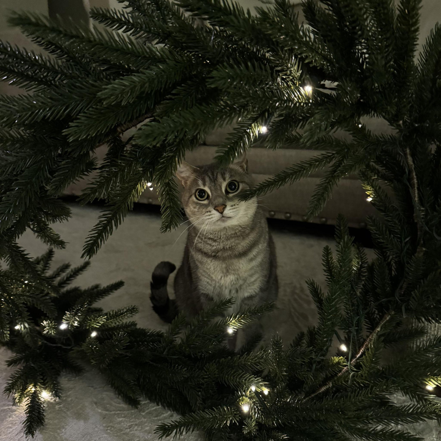 Our little baby