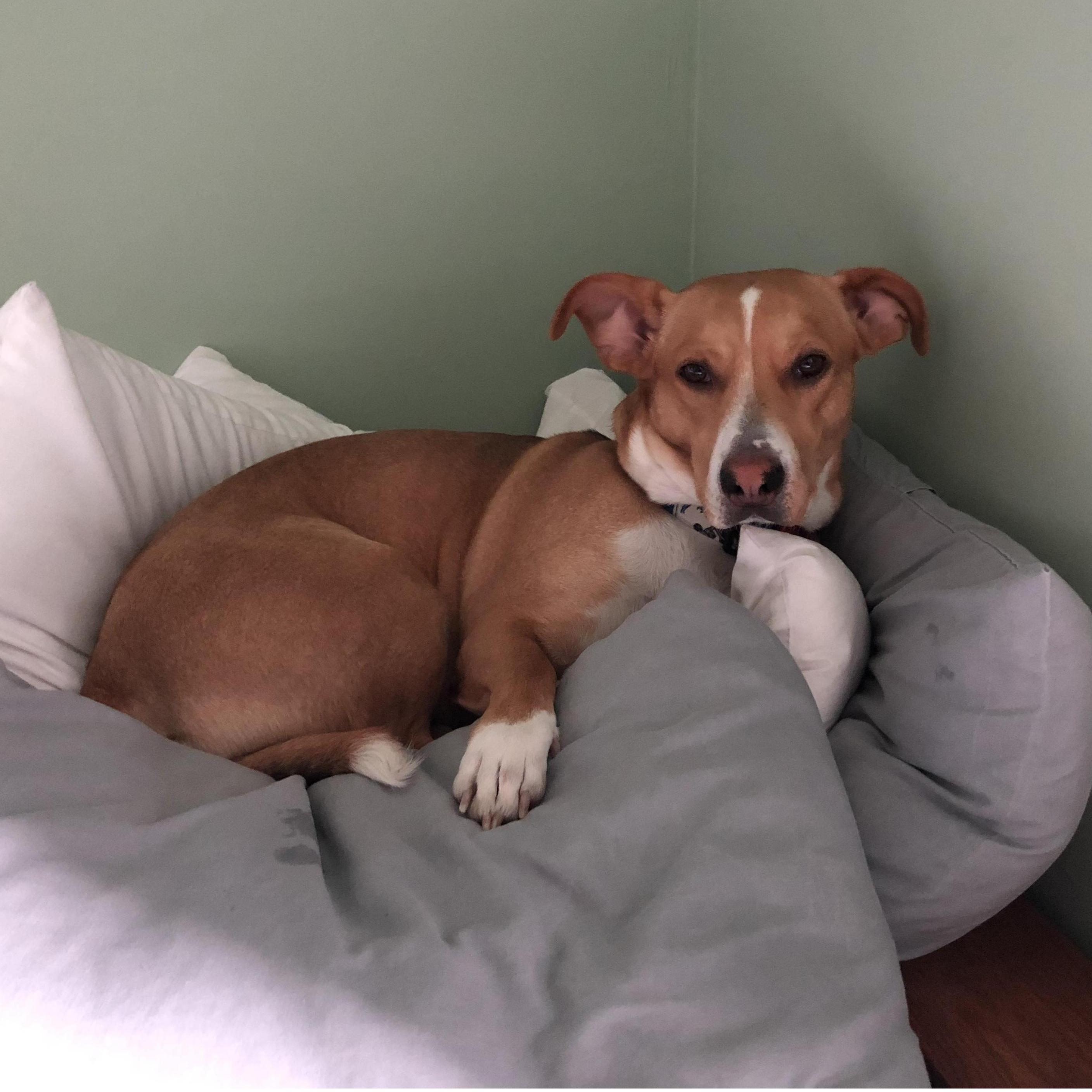 Penny is not afraid to make herself comfy.