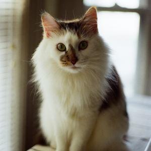 Fluffy Fund