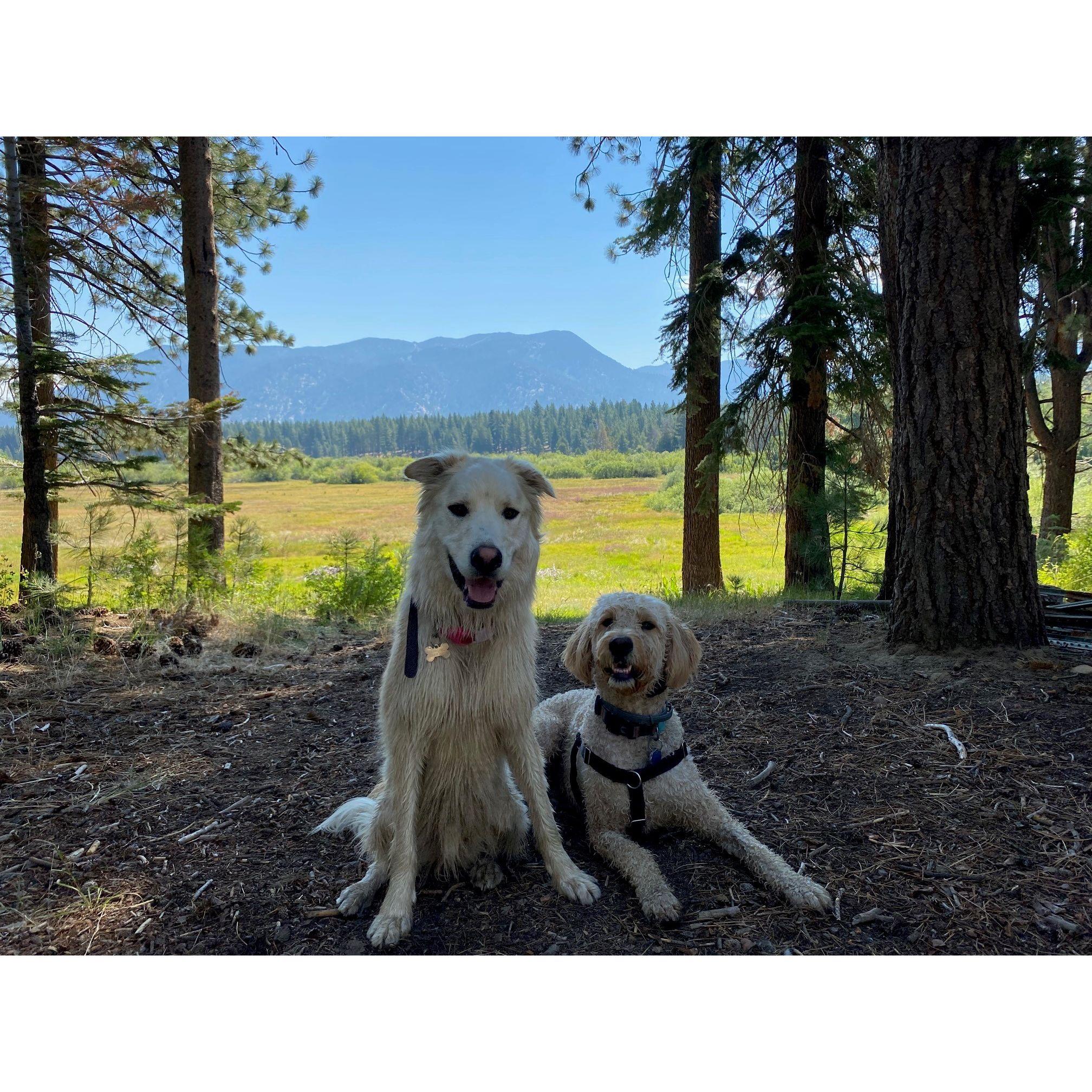 Best buds on a hike.