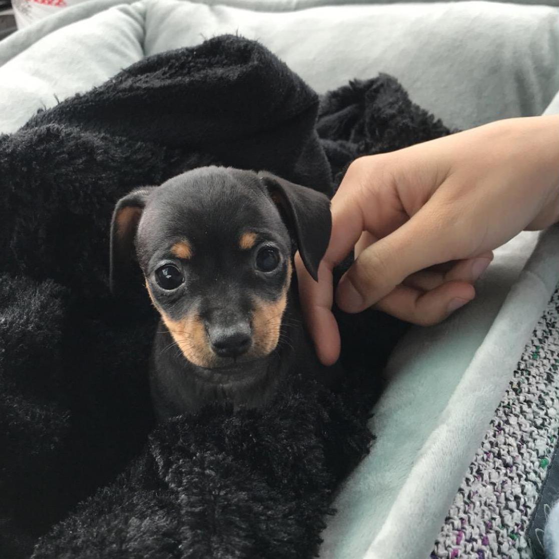 Our first puppy together. We love our Buster.