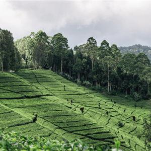 Java Coffee Farm Tour