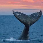 Whale Watching
