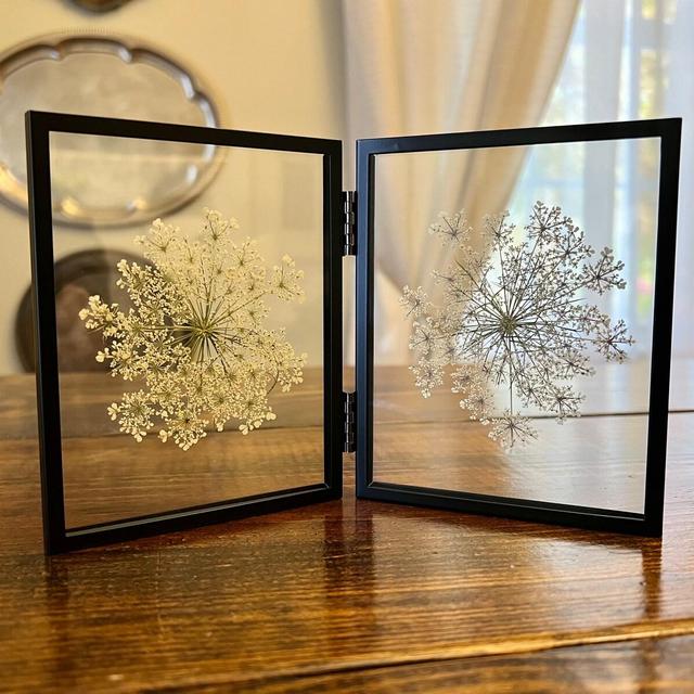 Black Double Frame Pressed Queen Anne’s Lace Flower Herbarium