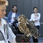 Suisun Wildlife Center
