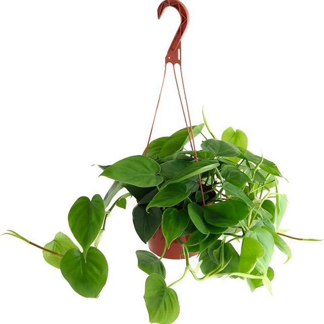 Shop Succulents Philodendron Cordatum Heartleaf Plant, Live Indoor Houseplant, Easy Care Trailing Plant for Home Decor, Office, Room Decoration, Perfect Housewarming Gift, 6 Inch Pot